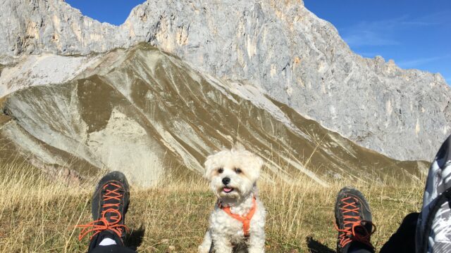 Pitztal sommer wandern hund1